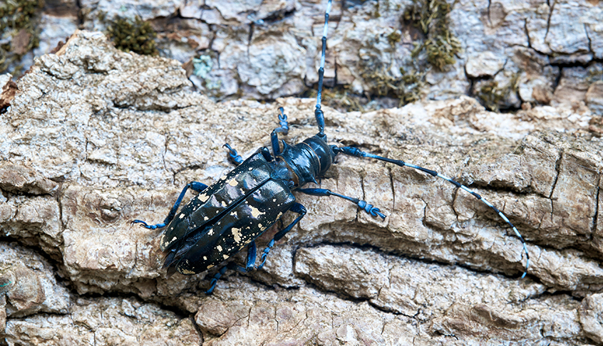 Adult Asian longhorned beetle